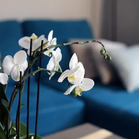 Apartmán Turkus Štetín